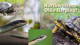 Hiking for vibrant snakes and turtles Herping Northwestern Ohio [upl. by Elana]