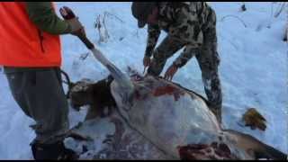 Gutless Field Dressing an Elk with JAY SCOTT OUTDOORS part 1 [upl. by Renaud]