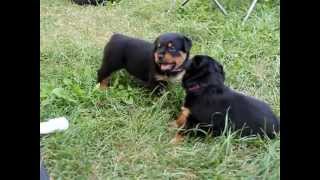 Rottweiler Puppies 4 weeks Playing [upl. by Aisatal451]