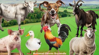 Animal Farm Sounds Chicken Cow Dog Sheep Pig Goat  Animal Paradise [upl. by Kcirederf903]