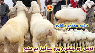 Dumba Mandi Saifan Peshawar New Updates 03022024  Zero Size Turkey amp Balkhi Sheep Price  Izhar [upl. by Dulcia]