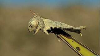 Loggerhead Shrike Impales Horned Lizard [upl. by Anon]