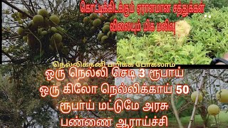 ஏழைகளின் ஆப்பிள் மிக மலிவு விலையில் கிடைக்கும் பண்ணைக்கு போலாம் வாங்க nellikai health tamil [upl. by Leizahaj]