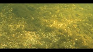 abundance of gobies in the Maas NL [upl. by Htyderem486]