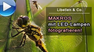 Makrofotografie mit LEDLampen Libellen amp Co [upl. by Luba]