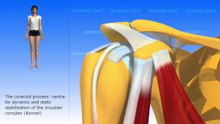 The coracobrachialis [upl. by Idac]