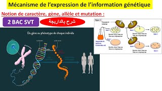 Expression de linformation génétique svt 2 bac svt option français شرح بالداريجة [upl. by Hinze]