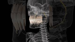 🦷 Alveolar Nerves The Sensory Pathways of Your Teeth 🦷 [upl. by Saoj119]