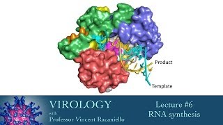 Virology 2014 lecture 6  RNA synthesis [upl. by Surbeck13]