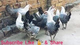 Fayoumi Chickens 🐔 available for sale at Summar Balochs setup Mianwali Punjab Pakistan 🇵🇰 [upl. by Chariot]