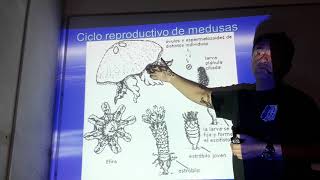 ALTERNANCIA DE GENERACIONES EN CELENTÉREOS  METAGENESIS [upl. by Rust]