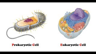 Difference Between Prokaryotic and Eukaryotic Cells  AgriBioTech [upl. by Eisdnyl]