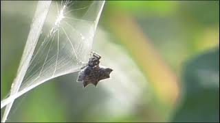 Crab SPIDER Australia [upl. by Ardnot]