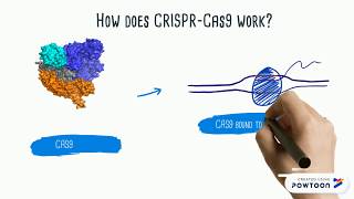 CRISPRCas9 Explained [upl. by Tung]