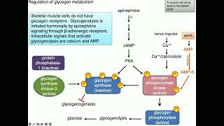 Medical Biochemistry Glycogen Metabolism 2 SKILDUM [upl. by Carri]