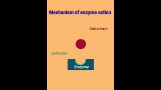 mechanism of Enzyme action enzyme action [upl. by Tannenwald799]