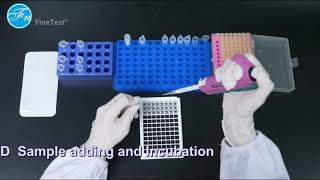 FineTest® ELISA Kit Operation GuideSandwich [upl. by Nna]