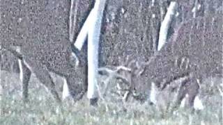 LARGE WILD BUCK WHITETAILS FIGHT TO AN END FOR DOMINANCE [upl. by Enybor]