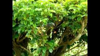 New Zealand Wood Pigeon feeding puriri berries [upl. by Massarelli]