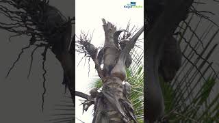 How does Red Palm Weevil damages the coconut tree [upl. by Young]