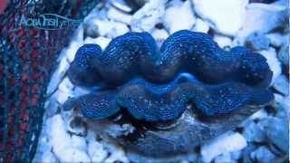 Blue Crocea Clam Tridacna Crocea  AquaFishVietcom [upl. by Curcio]