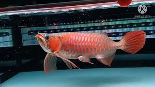 AROWANA Super red kapuas hulu [upl. by Bremen]