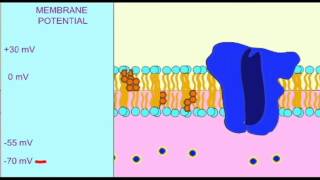 AP1 NEURON HYPERPOLARIZATION [upl. by Navets]