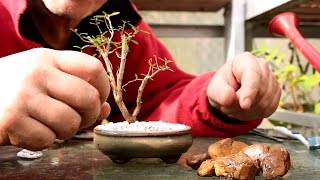 Starting Three New Bonsai Trees [upl. by Nnanaej874]