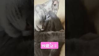 ある意味【閲覧注意】Part2😅 cat 猫のいる暮らし kedi kat shorts 寝顔 変顔 ぴんく [upl. by Larianna425]