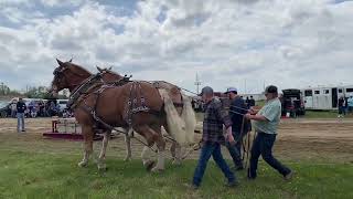 maple festival horse pulls 2024 [upl. by Eilagam]