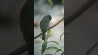 Yellowbillied Seedeater birdwatching birds celestron nature wildlife wildbirds [upl. by Tabb323]