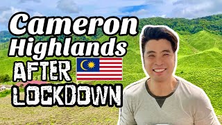 🍓 Cameron Highlands Places to go and eat after covid19 lockdown [upl. by Gus]