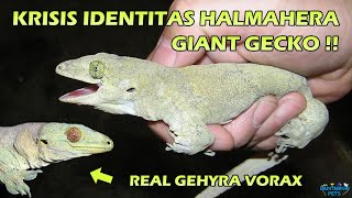 Halmahera Giant Gecko Tokek yang Salah Identifikasi Membedakan Gehyra vorax dan Gehyra marginata [upl. by Eugenides]