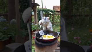 The chicken laid eggs Today the cat made fried rice Rural cute pets The rural fireworks are t [upl. by Yatnuahs]