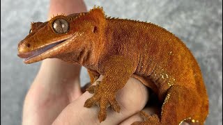 ¿Cómo es TENER UN GECKO CRESTADO🦎 de Mascota Cuidados alimentación terrario etc [upl. by Weight]