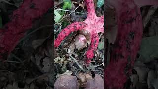 Clathrus Archeri la seta invasora cogumelos mushroom setas [upl. by Wein]