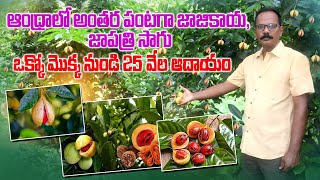 అంతర పంటగా జాజికాయ జాపత్రి సాగు  Nutmeg Cultivation Profitable Success Story  AgriTech Telugu [upl. by Ebbarta179]