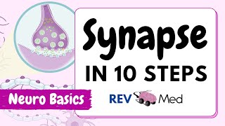 Synaptic Transmission The Synapse 10 easy steps  Neuro [upl. by Hoopen900]