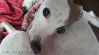 Italian Greyhound Closeup  CrAzY CUTE Dogs w FrEckLeS [upl. by Enirahtac]