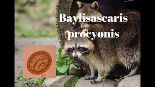 Baylisascaris procyonis The little known but very dangerous raccoon roundworm [upl. by Scott52]