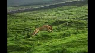 Kelpie Lurcher [upl. by Aven402]