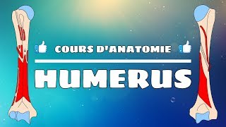 Anatomie du membre supérieur  Lhumérus [upl. by Lladnew]