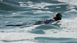 Otter Adventures Playing in the Waves at Asilomar [upl. by Nomzaj]