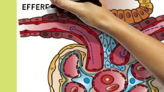 Renal Physiology [upl. by Tnomal]