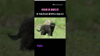 알려줄께 부비에 데 플랑드르 강아지 반려견 동물사전 Bouvier des Flandres 플란다스의 개 모델 파트라슈 모델 dog [upl. by Dnomayd]