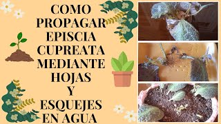 COMO PROPAGAR EPISCIA CUPREATA MEDIANTE HOJAS Y ESQUEJES EN AGUA l manuplant [upl. by Mcnamara]