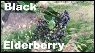 Black Elderberry Sambucus nigra Permaculture Walk  Ninja Gardening  Episode 11 [upl. by Suruat]