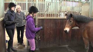 How rehoming a rescue horse is both simple and rewarding [upl. by Suitangi6]