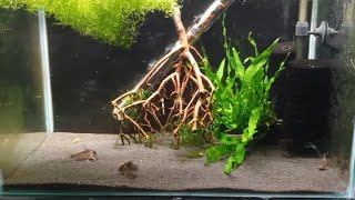 HOW TO BREED CORYDORAS CATFISH PART 1 [upl. by Prem462]