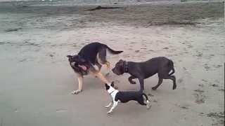 PITBULL amp GERMAN SHEPHERD FIGHT [upl. by Rus]